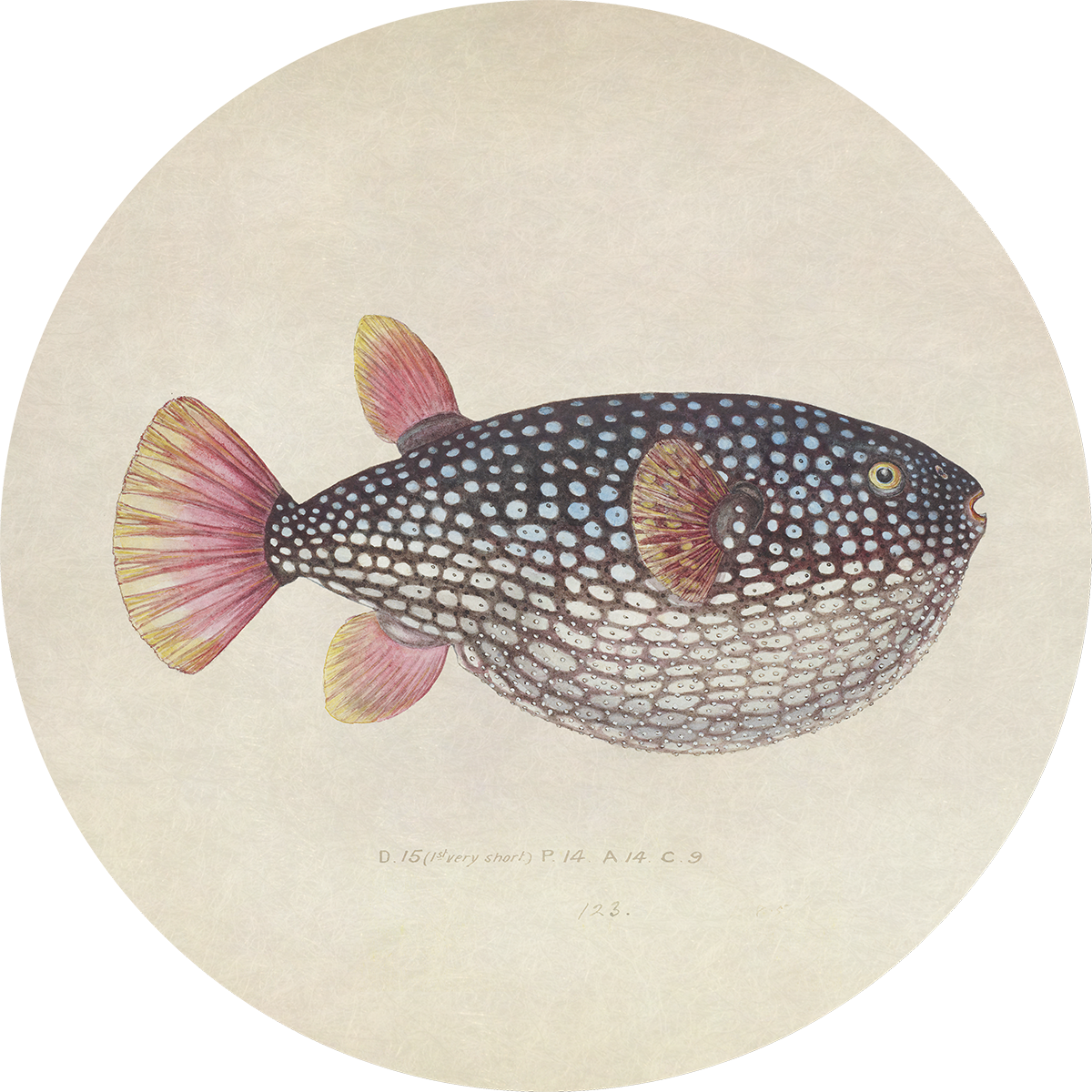 BigFreddy® Blowfish Akoestisch Rond  bigfreddy-shop