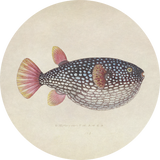 BigFreddy® Blowfish Akoestisch Rond  bigfreddy-shop