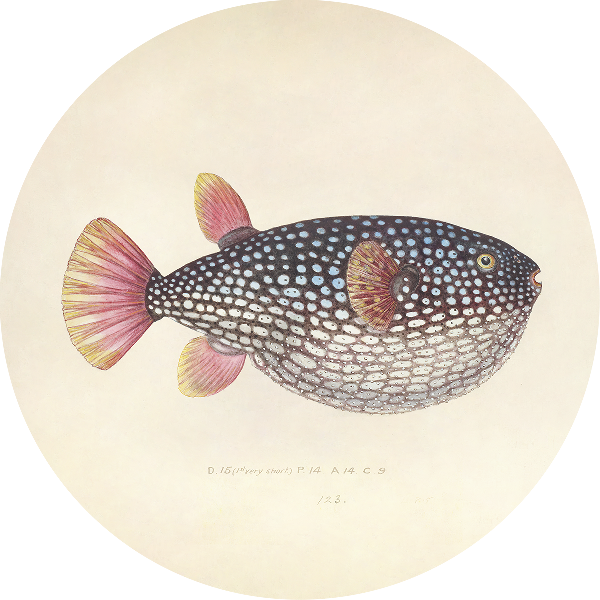 BigFreddy® Blowfish Dibond Rond  bigfreddy-shop