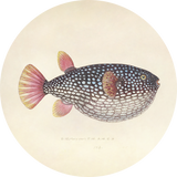 BigFreddy® Blowfish Dibond Rond  bigfreddy-shop