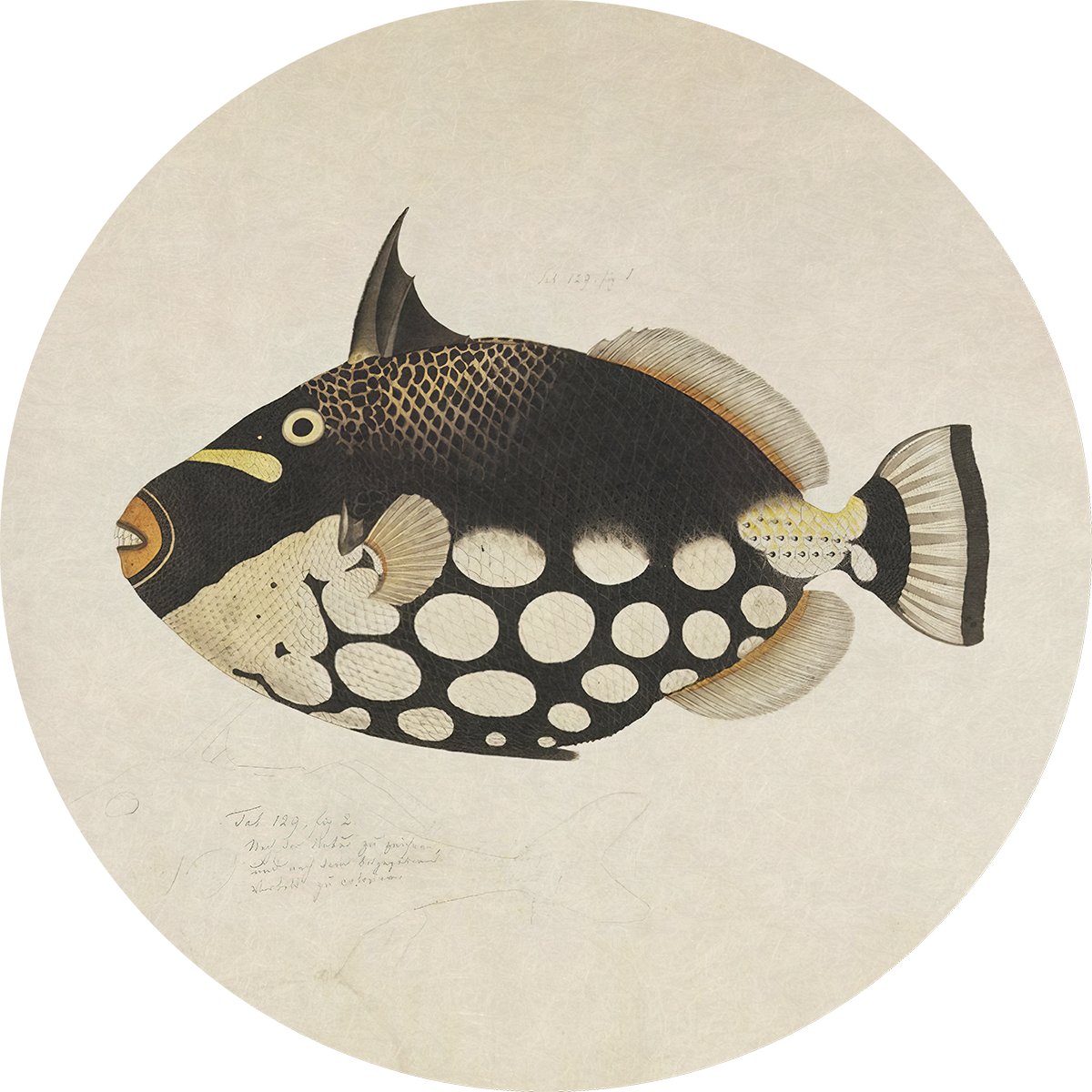 BigFreddy® Fish Black Akoestisch Rond  bigfreddy-shop