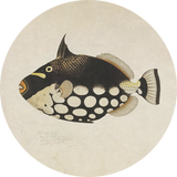 BigFreddy® Fish Black Akoestisch Rond  bigfreddy-shop