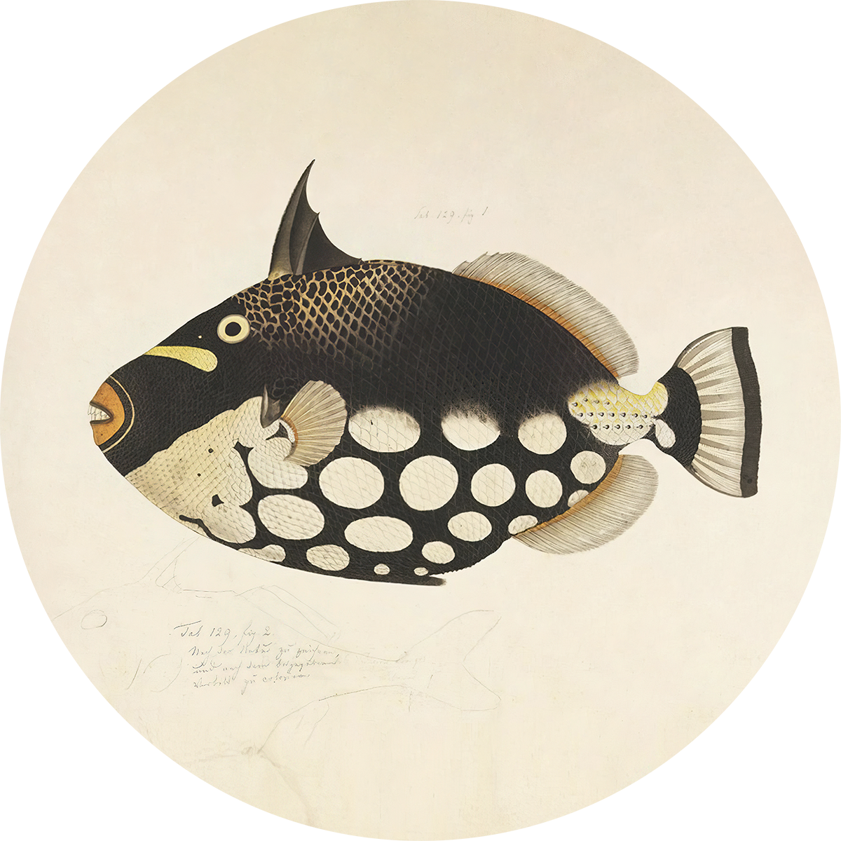 BigFreddy® Fish Black Dibond Rond  bigfreddy-shop