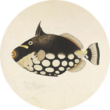 BigFreddy® Fish Black Dibond Rond  bigfreddy-shop