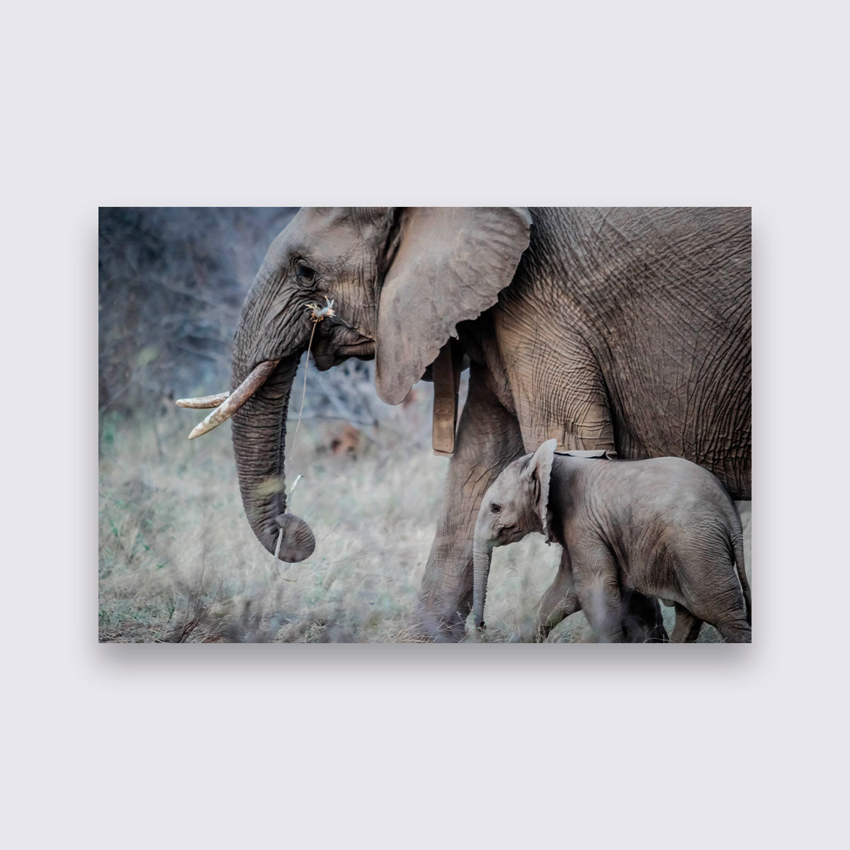 Aluminium - Awesome Elephant bigfreddy-shop 70x50 cm Blind kunststofophangsysteem dbw-047-70x50-mko
