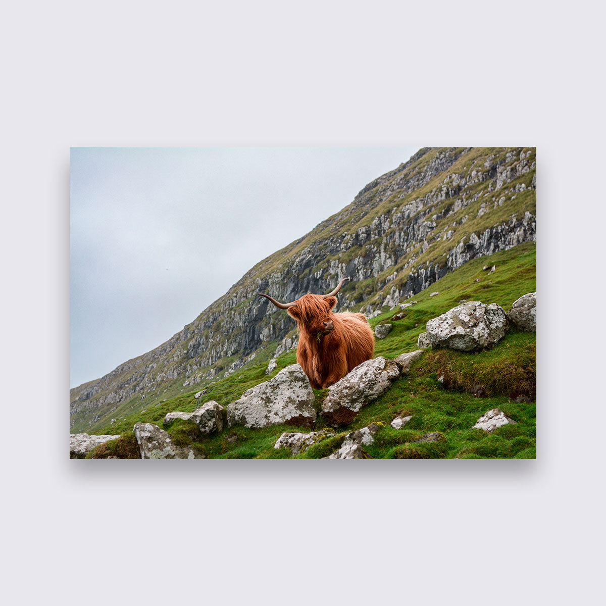 Aluminium - Schotse Hooglander bigfreddy-shop 70x50 cm Blind kunststofophangsysteem dbw-048-70x50-mko