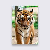 Aluminium - Tijgers bigfreddy-shop 50x70 cm Blind kunststofophangsysteem dbw-054-50x70-mko