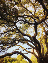 Little Freddy - Trees bigfreddy-shop Dib Wit UV 15x20 cm Standaardlittle-freddy-029-15x20-dbw-blockw