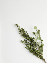 Little Freddy - Green it is - Buxus bigfreddy-shop