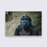 Aluminium - Gorilla bigfreddy-shop 70x50 cm Blind kunststofophangsysteem dbw-052-70x50-mko