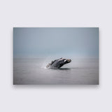 Aluminium - Whale  bigfreddy-shop 70x50 cm Blind kunststofophangsysteem 